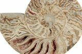 Choffaticeras (Daisy Flower) Ammonite Half - Madagascar #191240-1